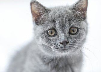 小狐狸钱包|(MetaMask)钱包安卓版